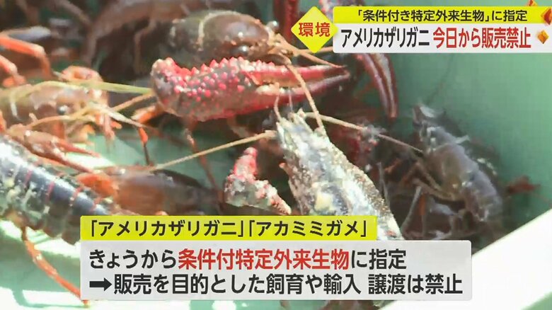 改正外来生物法に基づき、6月1日から指定された