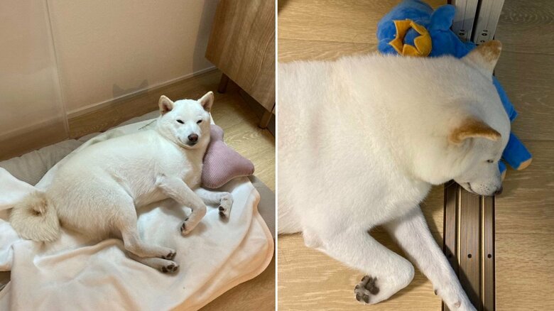 枕の良さを理解している