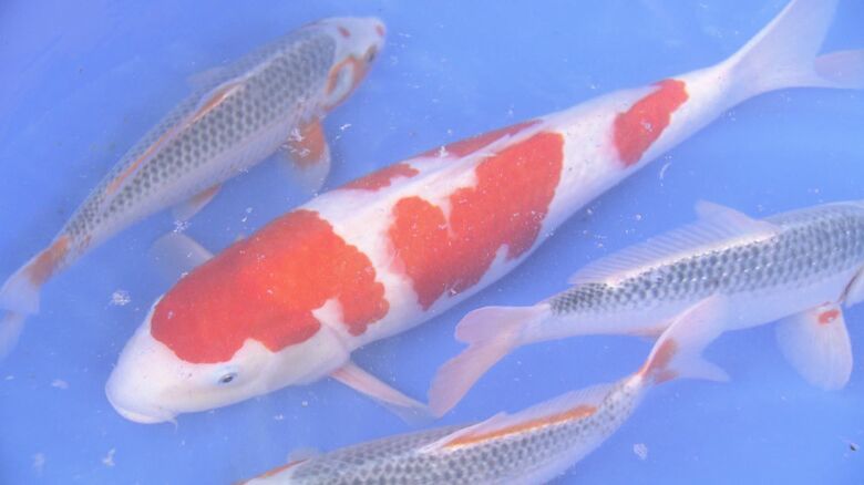 ニシキゴイの輸出がじわじわ増えているという