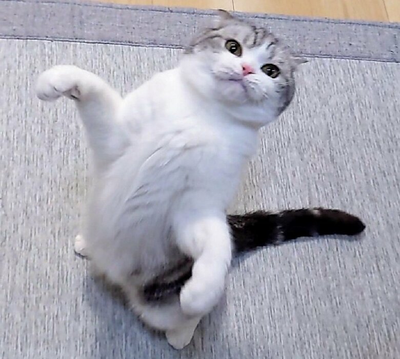 高い位置にある猫じゃらしを狙う様子