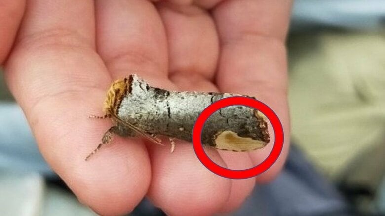 赤丸で囲んだ部分が「ツマキシャチホコ」の由来（画像はmaruさんの提供画像を加工したもの）