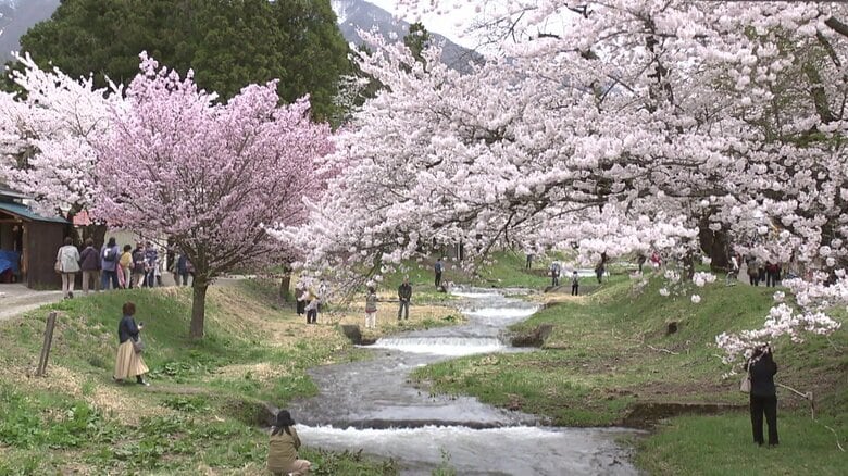 １キロに渡る桜並木