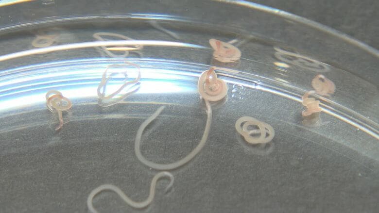 アニサキスの展示