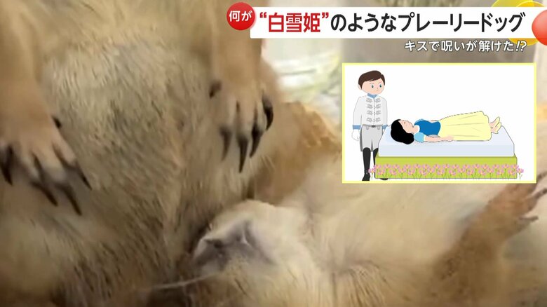 めめちゃんに優しくキスをするぬふくん