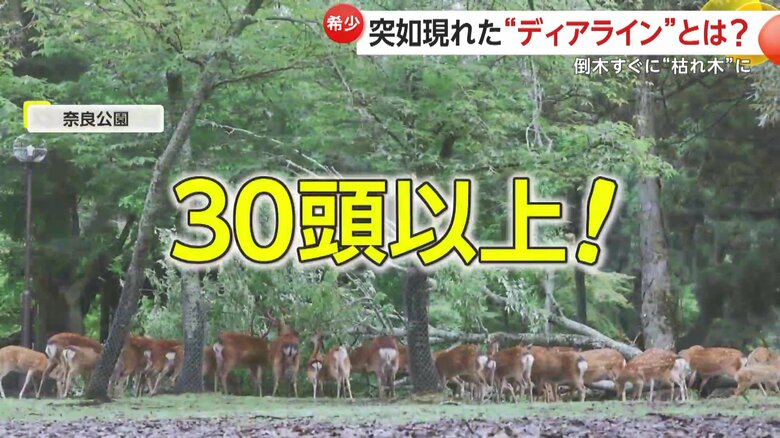 少なくとも30頭以上のシカが群がり、木の葉っぱを食べる様子