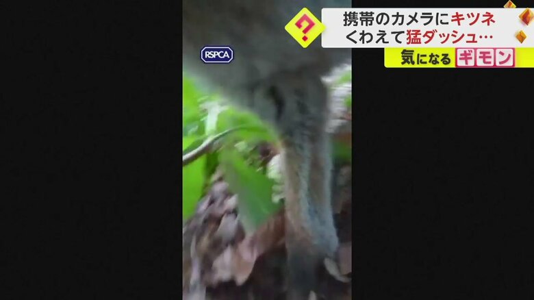 あるキツネを撮影する目的で置いた携帯電話を別のキツネがくわえてダッシュする一部始終
