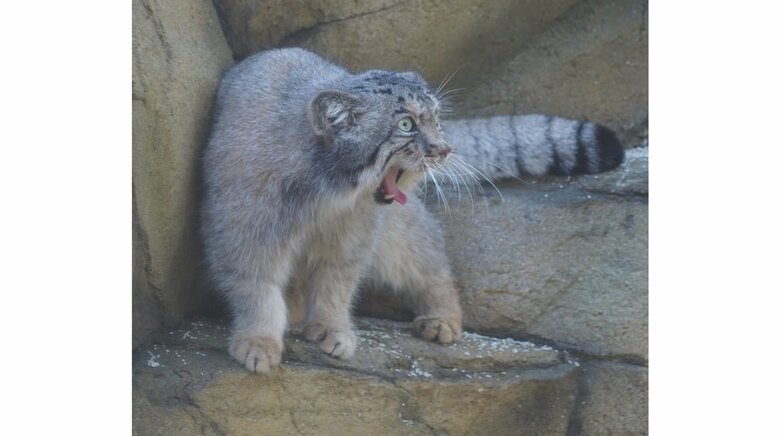 怖いので触りたくない気持ちも…（提供：那須どうぶつ王国）