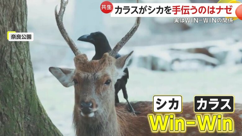 カラスに乗られても、シカは嫌がる素振りは見せない