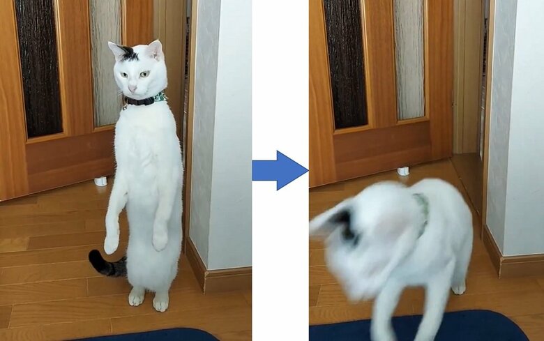 立ち上がって、そのままジャンプ