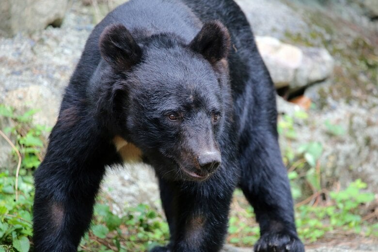 クマ被害でも生成AIの動画により根拠のない安心感が…（画像：イメージ）