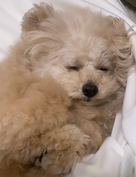 提供：＠tsuru_323さん