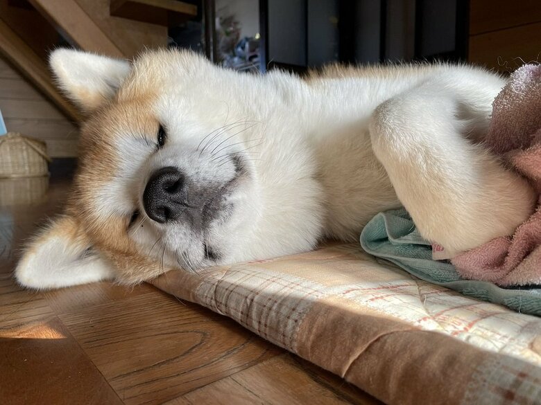 寝起きのまるくん