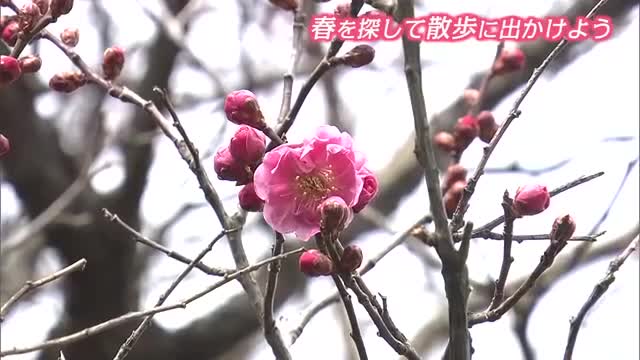 春の足音近づく　秋田市八橋の菅原神社、例年より20日早く“紅梅”開花　フキノトウも顔を出す
