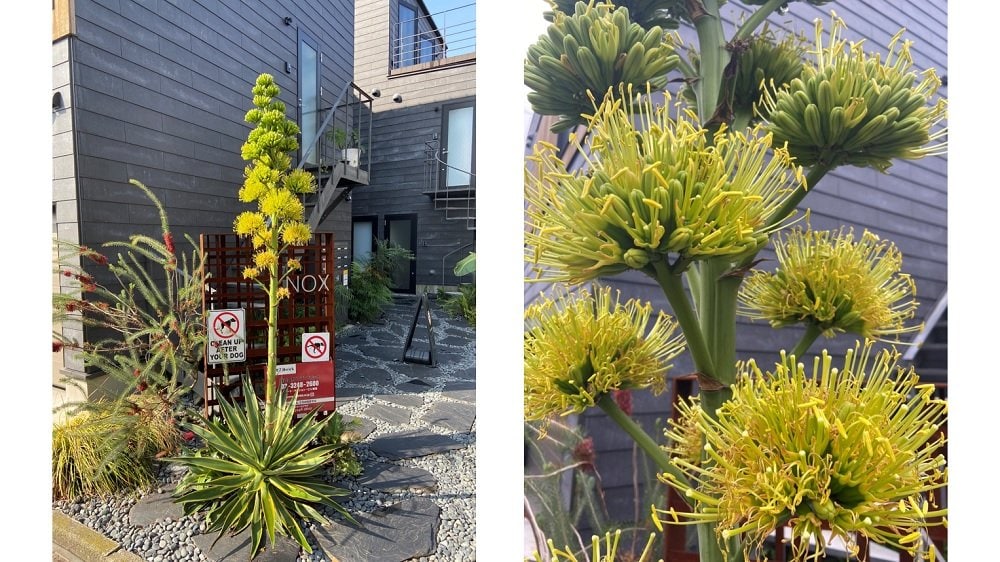 100年に1度しか咲かない アガベ が自宅の庭で開花 どれだけ珍しいのか植物園に聞いた Fnnプライムオンライン Goo ニュース