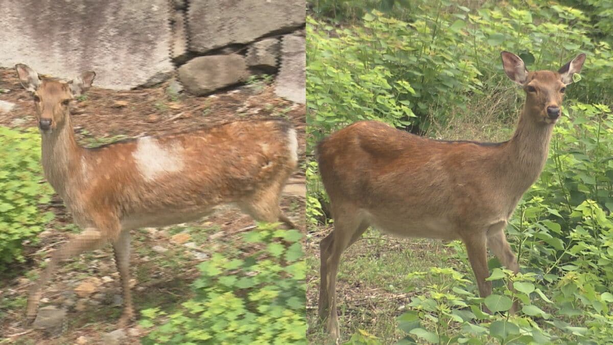 img_942656b40987b5e458877d2b29