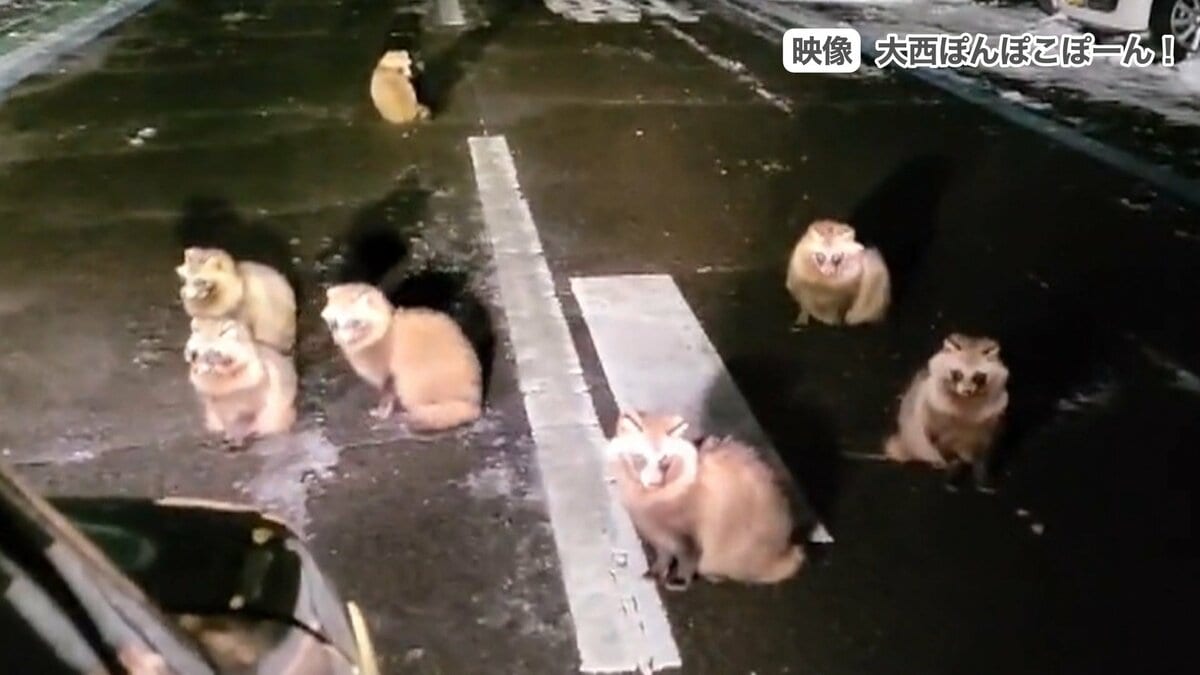 御影石たぬき、狸の置物 石たぬき 茨城県までユニック車で