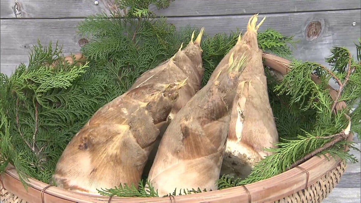 120年に一度】「竹は花が咲いたら枯れる」旬のタケノコがピンチ…不作で