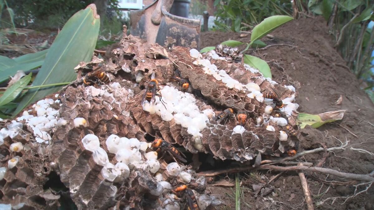 地中から穴が500以上ある巨大な巣が…オオスズメバチVS“まちの便利屋