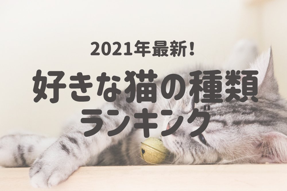 21年最新 みんなの好きな猫の種類は 好きな猫の種類ランキング 一位になったのはアメリカ原産の アメリカンショートヘア