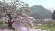 出雲街道の宿場町彩る約５０本の桜…真庭市美甘地区「美甘宿場桜」もうすぐ満開に【岡山】