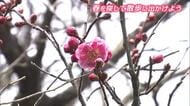 春の足音近づく　秋田市八橋の菅原神社、例年より20日早く“紅梅”開花　フキノトウも顔を出す