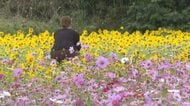 “ピンクと黄の絶景”に「とてもきれい」四国中央でコスモスとヒマワリが満開　秋風に揺れる【愛媛】
