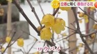 2月4日は「立春」　敦賀市の常宮神社でロウバイと早咲きのウメが競演　寒さに負けず…甘い香り漂わせる
