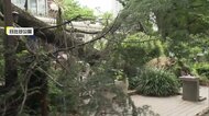 日比谷公園で約16ｍ・幹周り約2.8ｍの木が倒れる…レストランが入る建物の入口ふさぐように倒木　雨風で地盤緩んだか　東京・千代田区
