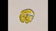危険濃度の１．４倍　宇和島湾一部で有害赤潮発生　原因「カレニア・ミキモトイ」増えやすい環境に【愛媛】