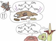 【国立科学博物館】あえて「臭く」進化した花たちのニオイを生み出す仕組みを解明-虫を呼ぶために複数の植物で収斂進化していた!-
