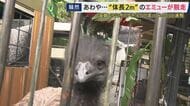 最初は「ダチョウが徘徊」通報も脱走していたのは「エミュー」　道路を悠々と歩き…人に近づいていく様子も　街の人や防犯カメラがとらえた一部始終　約2時間後に捕獲「今後は扉に鎖」飼育の移動動物園は謝罪