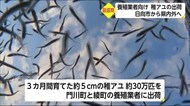 日向市で養殖稚アユの出荷ピーク 宮崎県