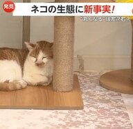 ネコの生態に新事実　眠る時に“左巻き” “右巻き”どちらが多い？…国際研究チームが調査結果発表