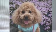 喉をハサミで切られ愛犬死ぬ…トリミング中の「過失」を裁判所が認定　元トリマーに約40万円支払い命じる