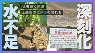 猛暑続く新潟…特産・枝豆に影響 上越市では“水不足”深刻化で断水の恐れ…市内8カ所のプールは利用休止に「早く雨降って」