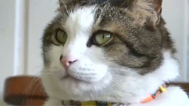 長崎で発見!ポーズをとる看板ニャンコ“しんごくん”