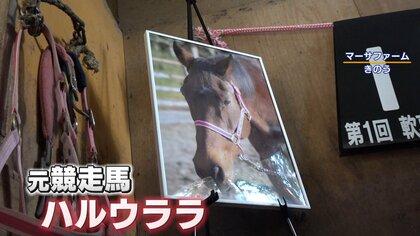 “負け組の星”「ハルウララ」29歳で天国へ　ゲームアプリ「ウマ娘」で世界的人気に　海外ファンからの追悼の声相次ぐ