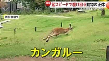 猛スピードの爆走カンガルー！場所によっては時速約70kmの速さ…上り坂も余裕の2歩でピョン！　岩手・盛岡市「盛岡市動物公園」