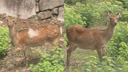 “やまむら”ちゃんと“もみじ”ちゃん…名古屋城のお堀に住む親子の鹿2頭に名前があった 広沢市長「名物で欠かせない存在」