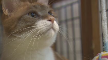 “猫愛”の目覚めで拡大中…「猫ビジネス」最前線　リアルな手ざわりグッズから保護猫活動に役立つ商品まで【大阪発】