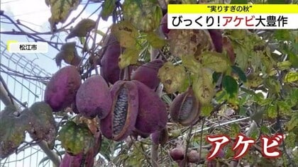 なぜ？「アケビ」180個の大豊作！“実りすぎ”の秋で食べきれず…庭に蒔いた2個の種から大成長（島根）