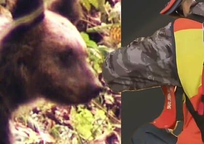 【通報から発砲まで2時間】札幌市の住宅街近くに出没したヒグマ2頭を駆除―ハンターに渡される”赤い腕章”の意味とは「北海初の緊急銃猟」はどのようにして行われたのか