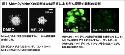 がんの転移を調節するタンパク質Mdm2と新たな仕組みを発見~がんの新たな治療薬の開発につながる可能性~