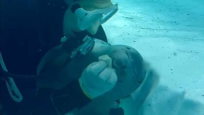 「軍手ハミハミ」掃除中の飼育員を邪魔するアザラシの“かまちょ”が人懐っこい! 人工哺育で1歳になりました