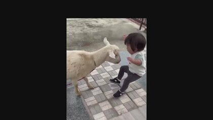 【2歳児VSヤギ】エサやりの最中に突然の悲劇が…表情がコロコロ変わる男の子がかわいすぎる！