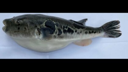 ゲノム編集トラフグは｢22世紀の食生活｣を変えるか（前編）　大きさ2倍も消費者の“誤解”が