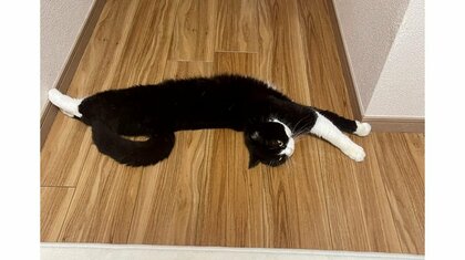 「トイレくらい行かせてよ」通せんぼをして飼い主のズボンの裾に爪！？行く手を阻む愛猫が“最強に可愛い”