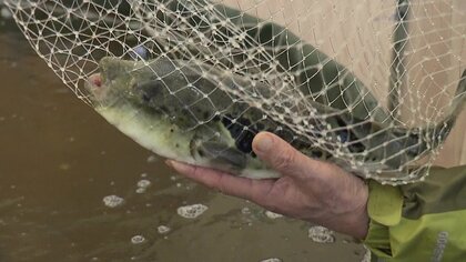 大山の名水と温泉が高級魚「トラフグ」を育む　“陸上養殖”で新たな特産品に【鳥取発】