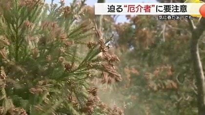 「スギ花粉」対策とるなら今！14日以降にも飛散開始の恐れ…症状が出る前に「早め早め」が重要