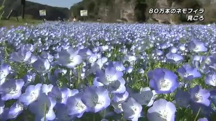 青の洞門付近で約80万本のネモフィラが見ごろ　4月いっぱいまで　大分県中津市